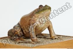 Whole Body Bullfrog
